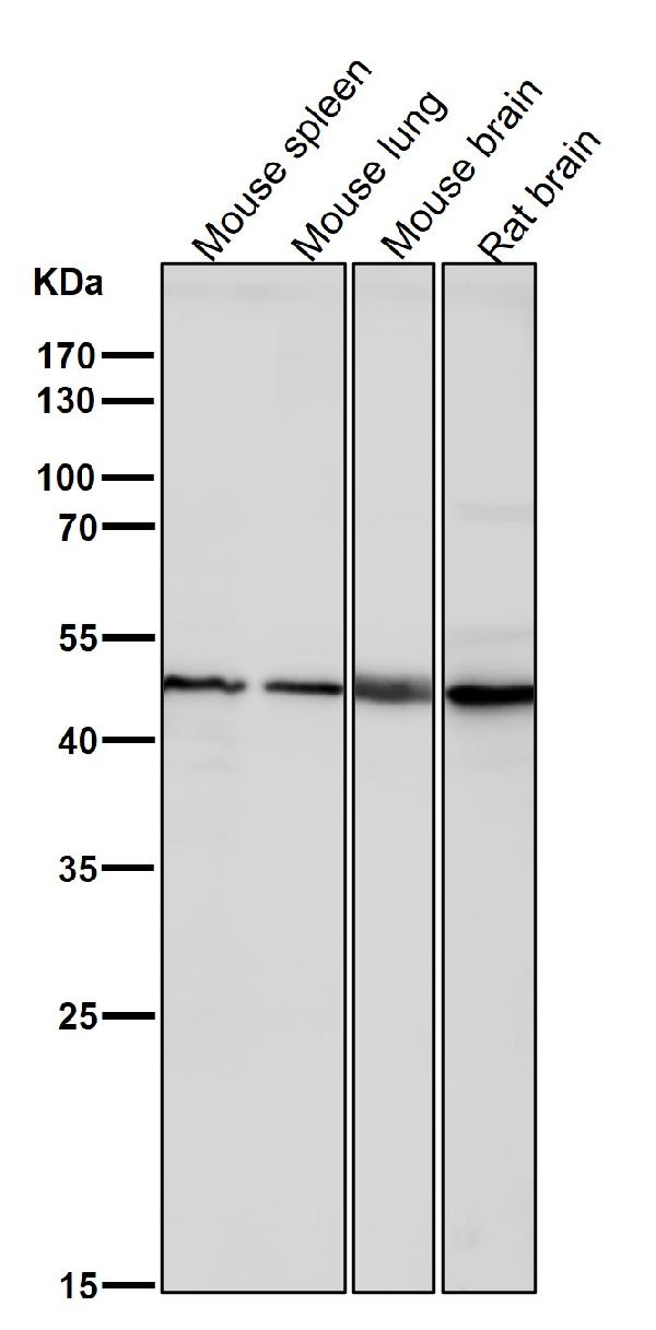 WB - Anti-KLF4/Gklf Rabbit Monoclonal Antibody ABO13501
